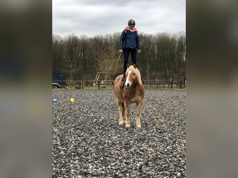 Haflinger Mix Wallach 20 Jahre 156 cm Palomino in Hamburg Lemsahl-MellingstedtHamburg
