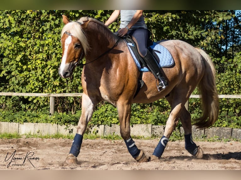Haflinger Mix Wallach 20 Jahre 156 cm Palomino in Hamburg Lemsahl-MellingstedtHamburg