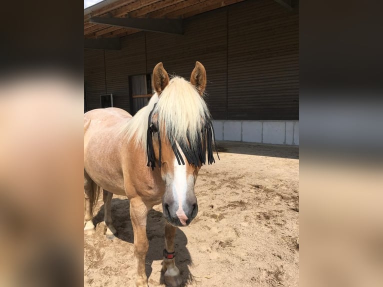Haflinger Mix Wallach 20 Jahre 156 cm Palomino in Hamburg Lemsahl-MellingstedtHamburg