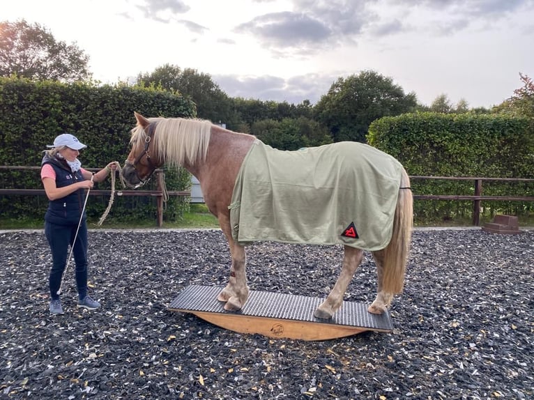 Haflinger Mix Wallach 20 Jahre 156 cm Palomino in Hamburg Lemsahl-MellingstedtHamburg