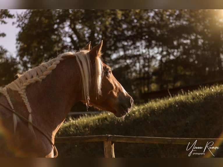 Haflinger Mix Wallach 20 Jahre 156 cm Palomino in Hamburg Lemsahl-MellingstedtHamburg