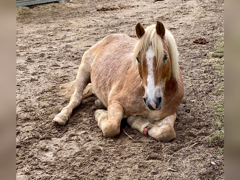 Haflinger Mix Wallach 20 Jahre 156 cm Palomino in Hamburg Lemsahl-MellingstedtHamburg