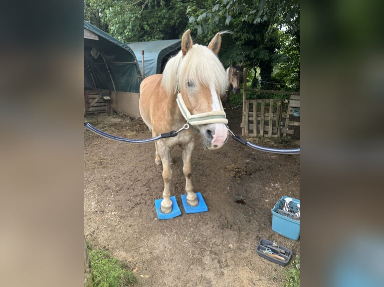 Haflinger Wallach 20 Jahre 157 cm  in Lohmar