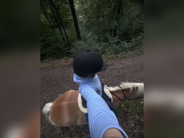 Haflinger Wallach 20 Jahre 157 cm  in Lohmar