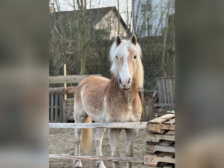 Haflinger Wallach 20 Jahre 157 cm  in Siegburg