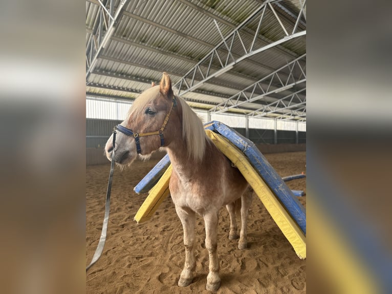 Haflinger Wallach 20 Jahre 157 cm  in Siegburg