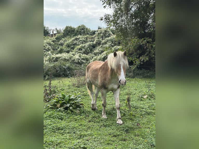 Haflinger Wallach 20 Jahre 157 cm  in Siegburg
