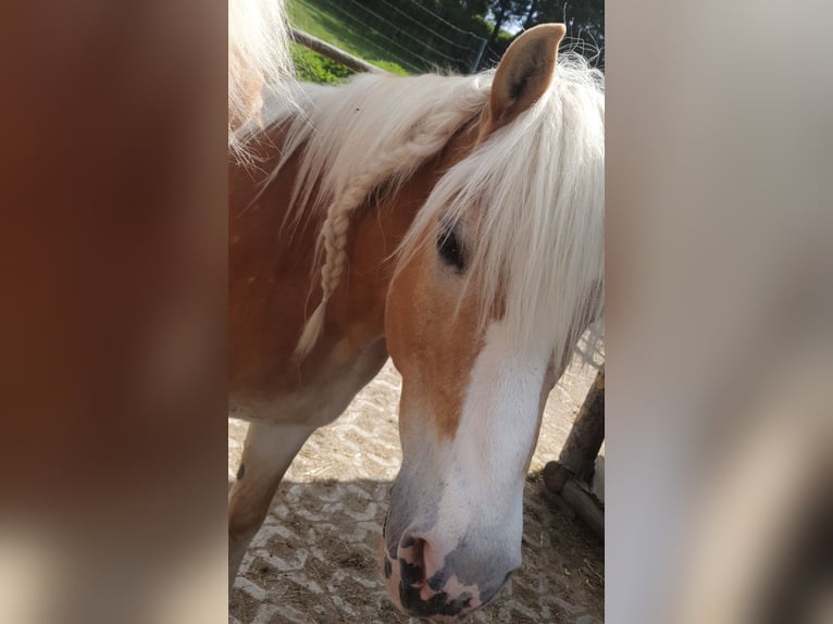 Haflinger Wallach 21 Jahre 147 cm in Nesselwang