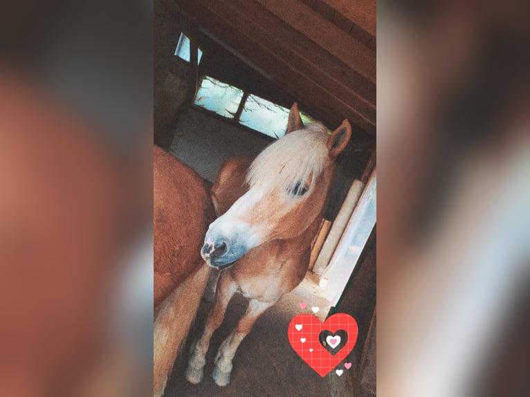 Haflinger Wallach 21 Jahre 147 cm in Nesselwang