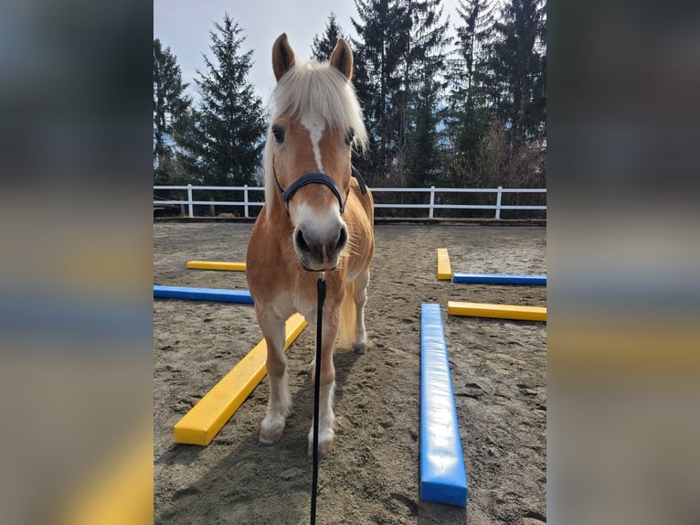 Haflinger Wallach 21 Jahre 150 cm in Tirol