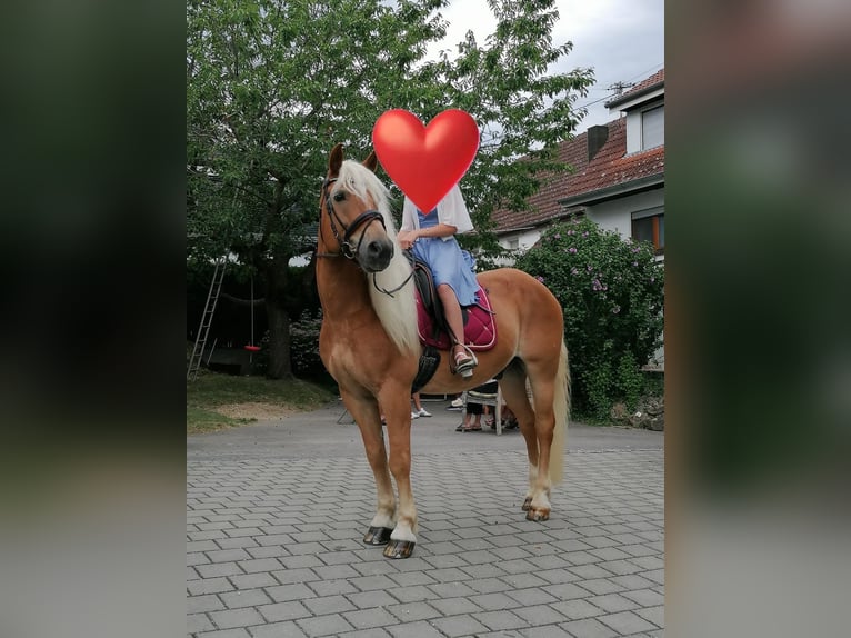 Haflinger Wallach 21 Jahre 150 cm  in Erbach