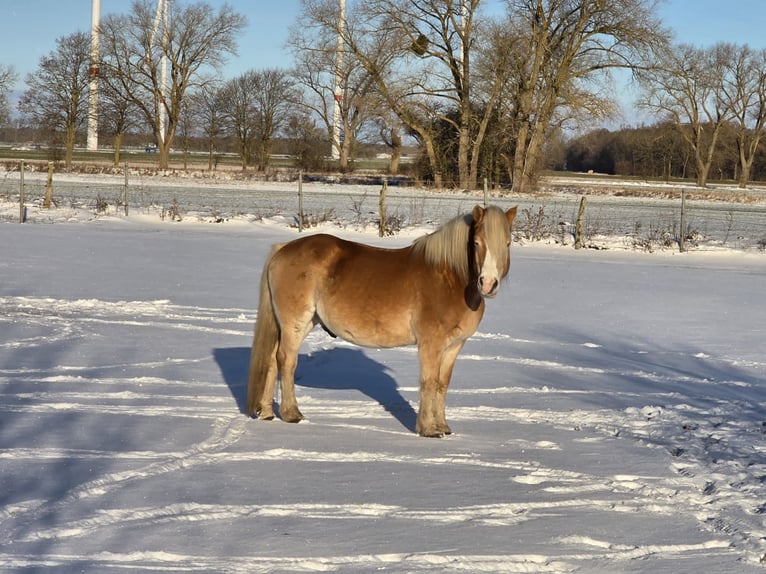 Haflinger Wallach 21 Jahre 150 cm Fuchs in Süderholz