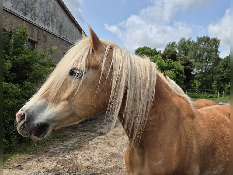 Haflinger Wallach 21 Jahre 150 cm Fuchs in Süderholz
