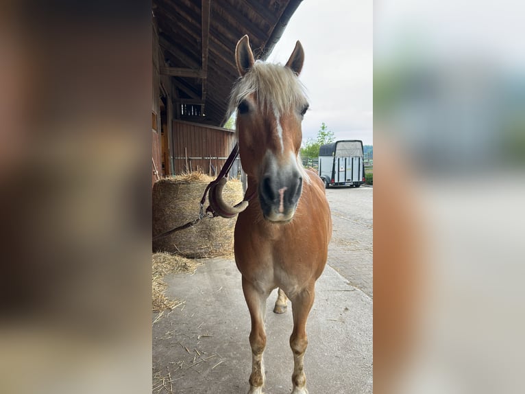 Haflinger Wallach 21 Jahre 154 cm Fuchs in Gilching