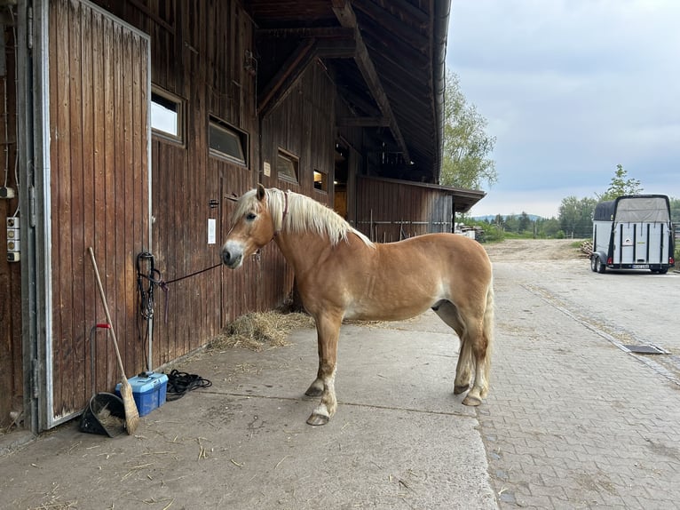 Haflinger Wallach 21 Jahre 154 cm Fuchs in Gilching