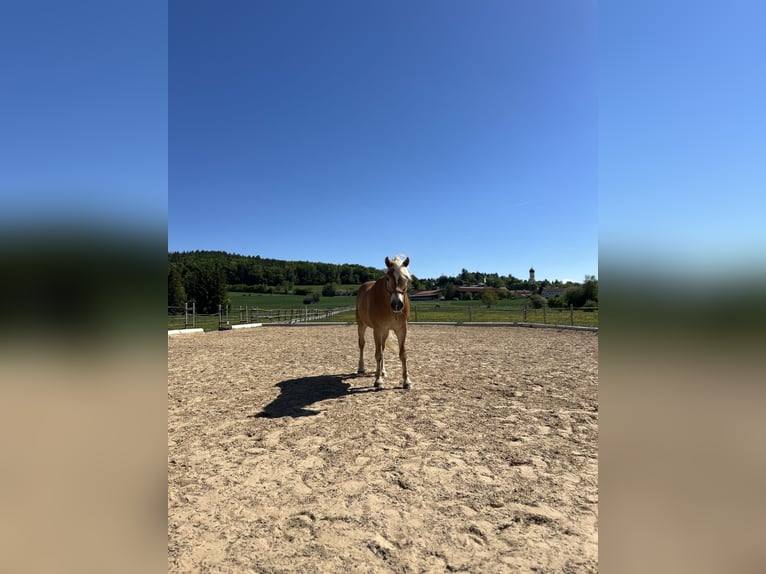 Haflinger Wallach 21 Jahre 154 cm Fuchs in Gilching