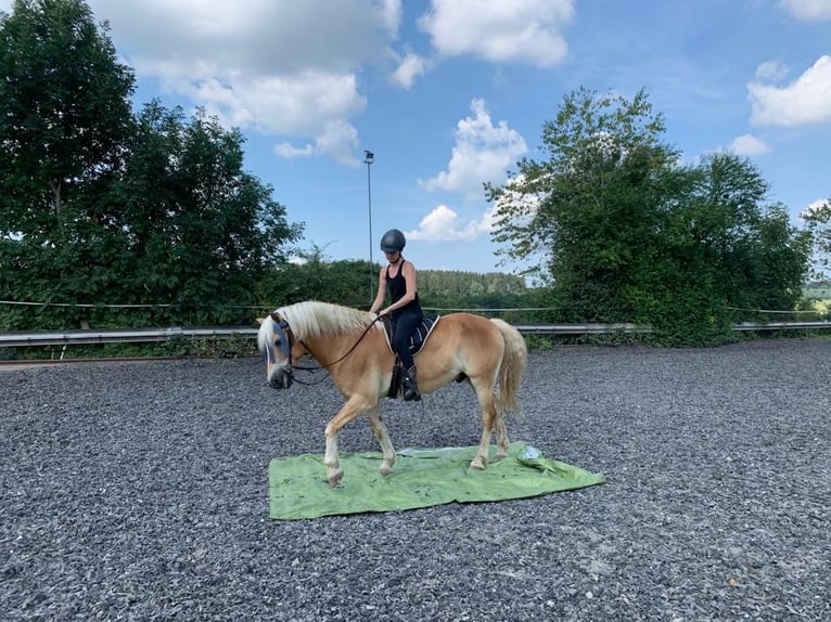 Haflinger Wallach 21 Jahre 154 cm Fuchs in Gilching