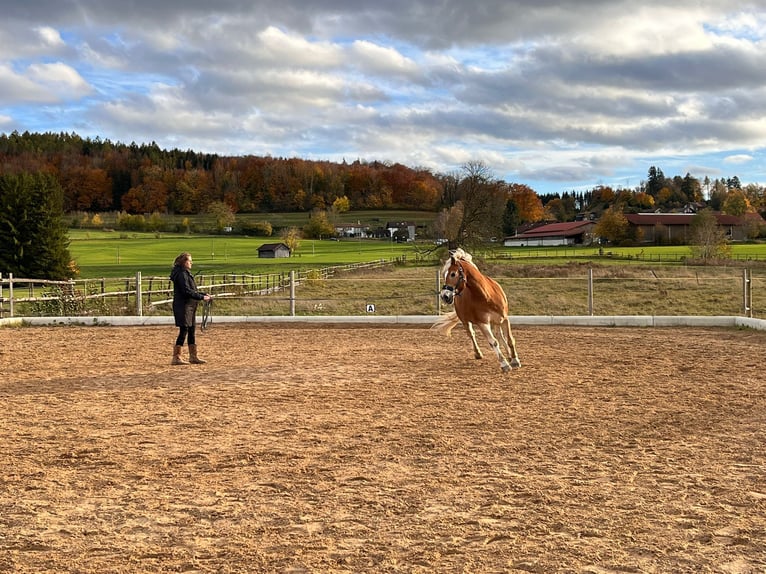 Haflinger Wallach 21 Jahre 154 cm Fuchs in Gilching