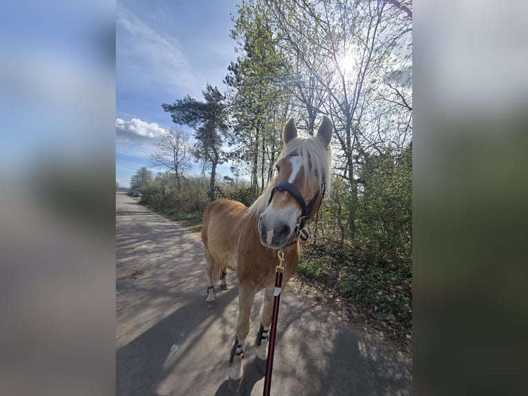 Haflinger Wallach 21 Jahre 160 cm  in Obertshausen
