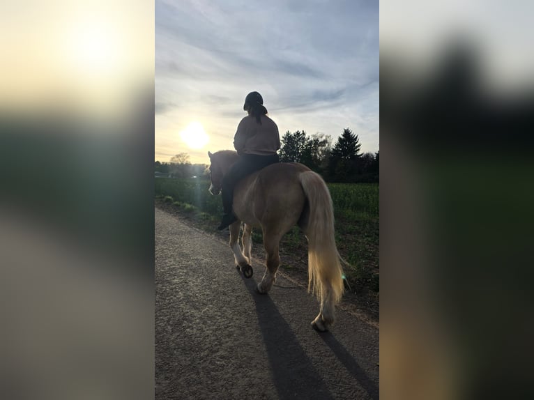 Haflinger Wallach 21 Jahre 160 cm  in Obertshausen
