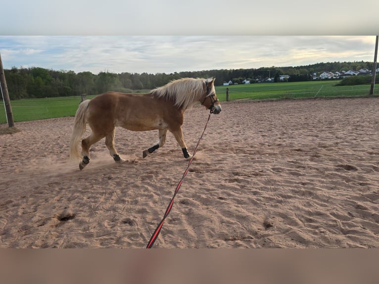 Haflinger Wallach 21 Jahre 160 cm  in Obertshausen