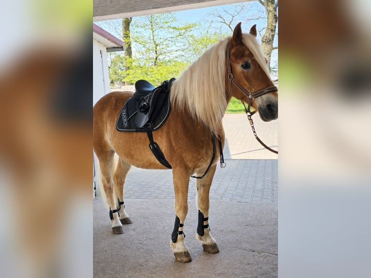 Haflinger Wallach 21 Jahre 160 cm  in Obertshausen