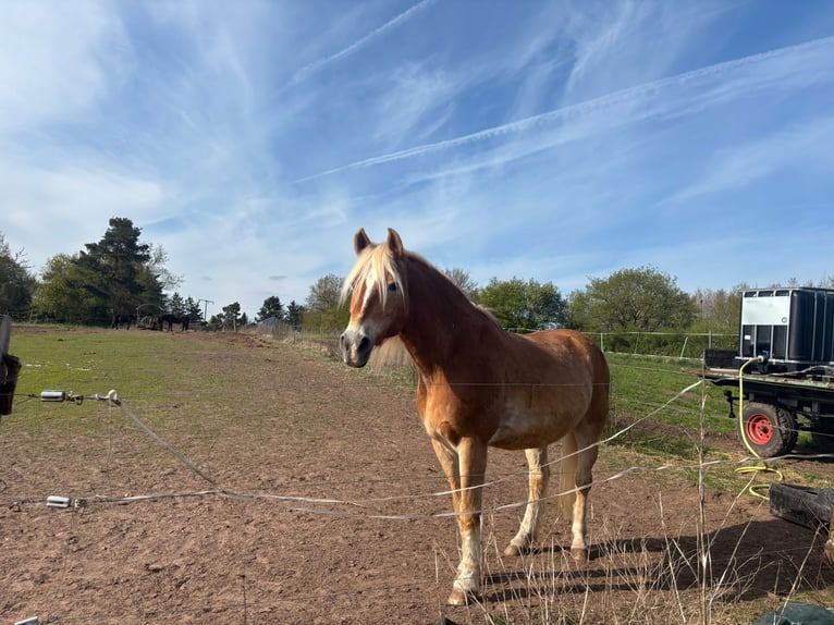 Haflinger Wallach 21 Jahre 160 cm  in Obertshausen