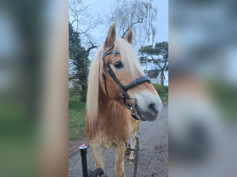 Haflinger Wallach 21 Jahre 160 cm  in Obertshausen