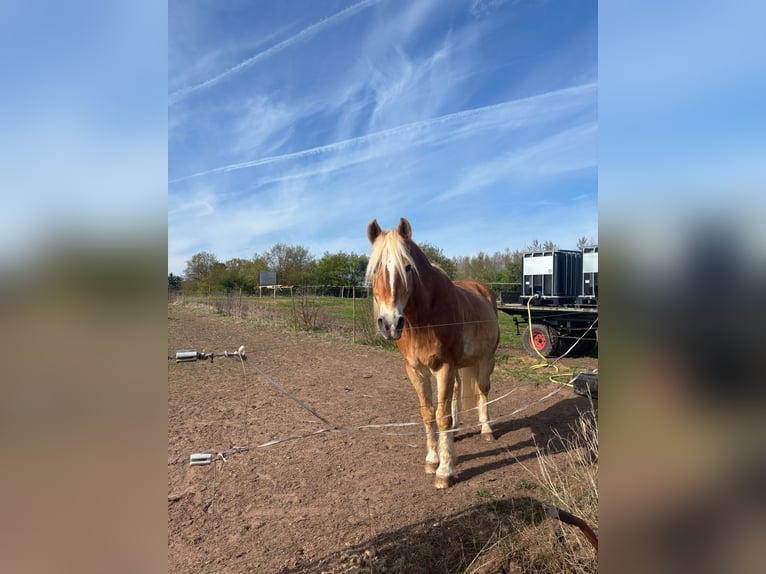 Haflinger Wallach 21 Jahre 160 cm  in Obertshausen