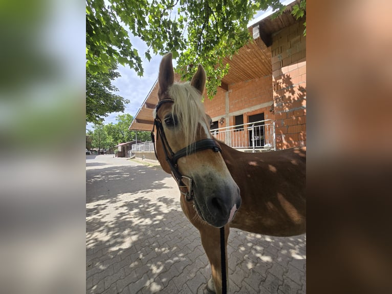 Haflinger Wallach 21 Jahre 160 cm  in Obertshausen
