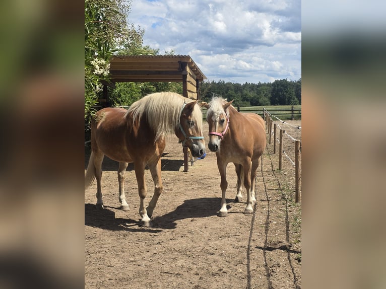 Haflinger Wallach 21 Jahre 160 cm  in Obertshausen