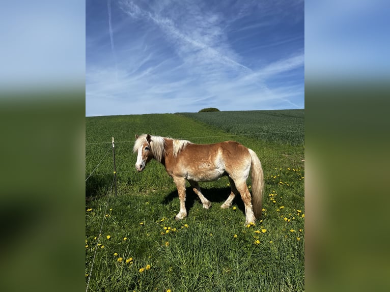 Haflinger Wallach 22 Jahre 145 cm Fuchs in Heinrichsthal