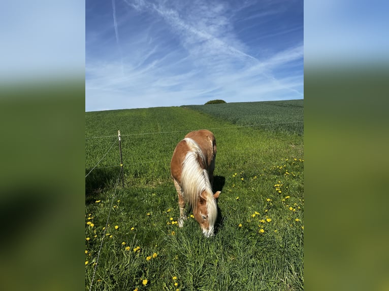 Haflinger Wallach 22 Jahre 145 cm Fuchs in Heinrichsthal