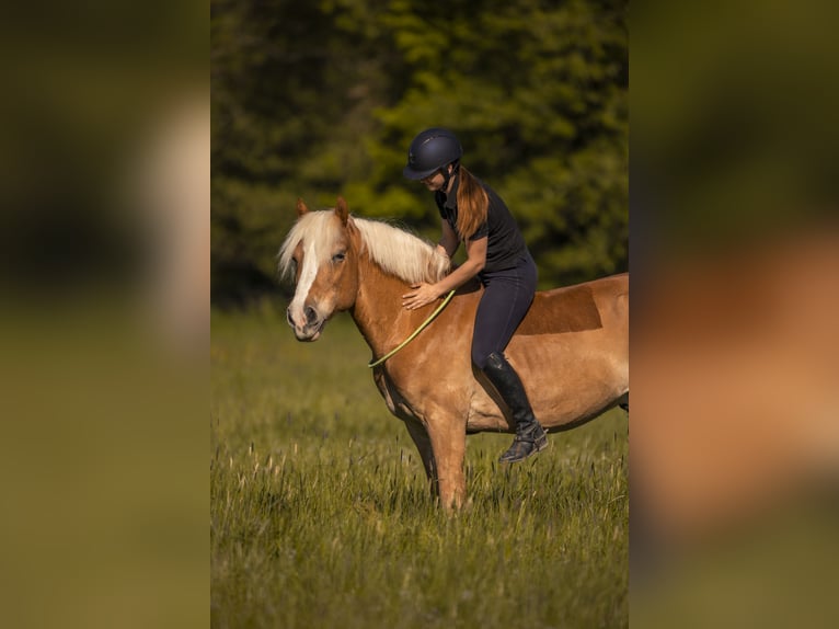 Haflinger Wallach 22 Jahre 145 cm Fuchs in Karlsruhe