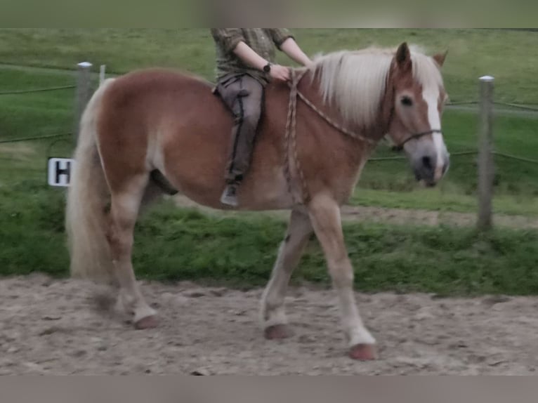 Haflinger Wallach 22 Jahre 147 cm Fuchs in Hagen am Teutoburger Wald