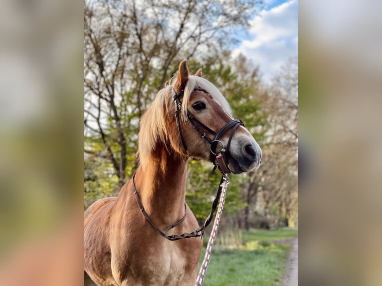 Haflinger Wallach 22 Jahre 151 cm Palomino in Schwanewede