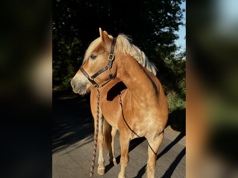 Haflinger Wallach 22 Jahre 151 cm Palomino in Schwanewede
