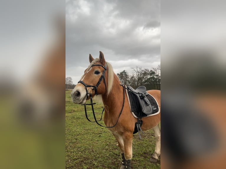 Haflinger Wallach 23 Jahre 150 cm in Neustadt an der Weinstraße Haflinger Wallach 23 Jahre 150 cm in Neustadt an der Weinstraße
