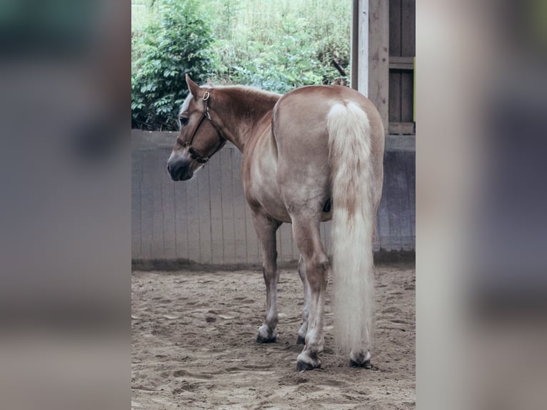 Haflinger Wallach 24 Jahre 147 cm Fuchs in Haldenwang