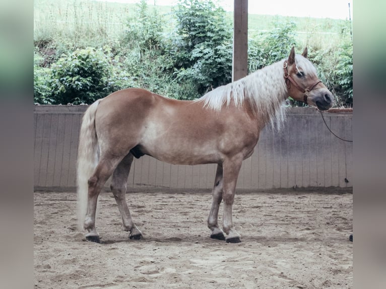Haflinger Wallach 24 Jahre 147 cm Fuchs in Haldenwang