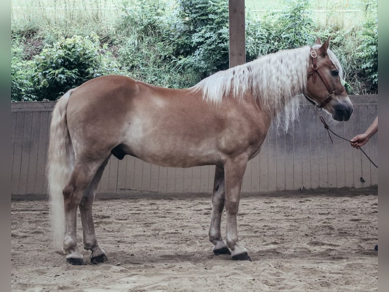 Haflinger Wallach 24 Jahre 147 cm Fuchs in Haldenwang