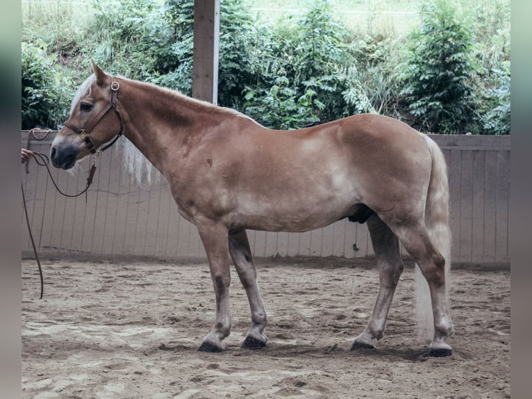 Haflinger Wallach 24 Jahre 147 cm Fuchs in Haldenwang