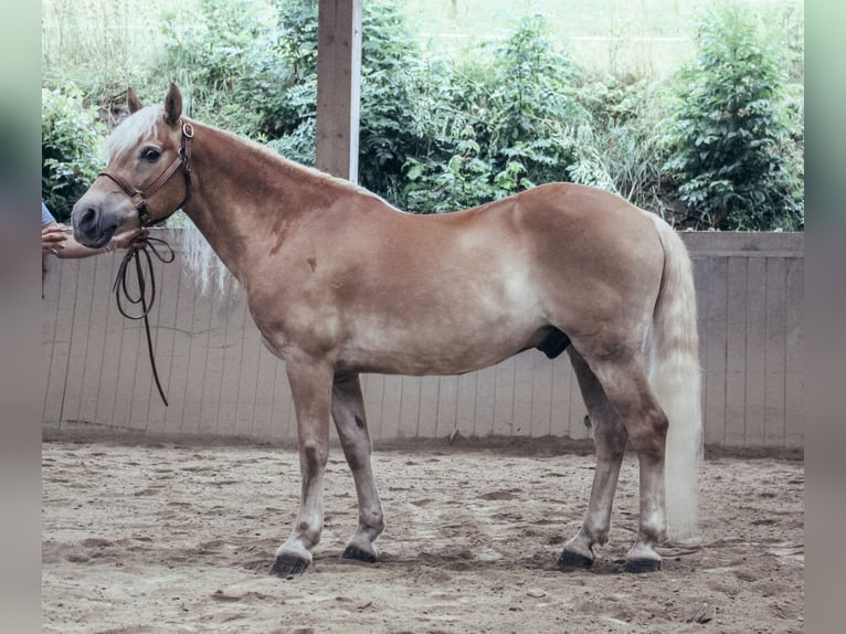 Haflinger Wallach 24 Jahre 147 cm Fuchs in Haldenwang