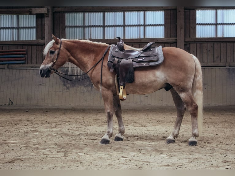 Haflinger Wallach 24 Jahre 147 cm Fuchs in Haldenwang