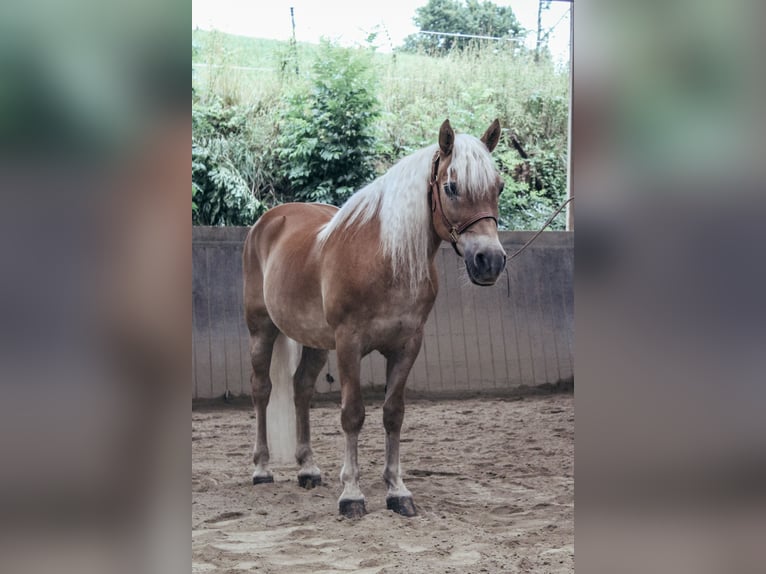 Haflinger Wallach 24 Jahre 147 cm Fuchs in Haldenwang