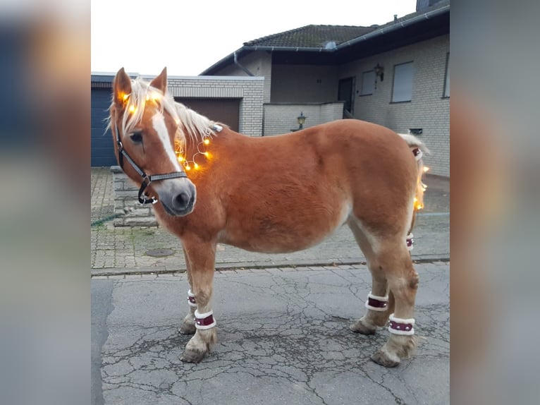 Haflinger Wallach 24 Jahre in Peine