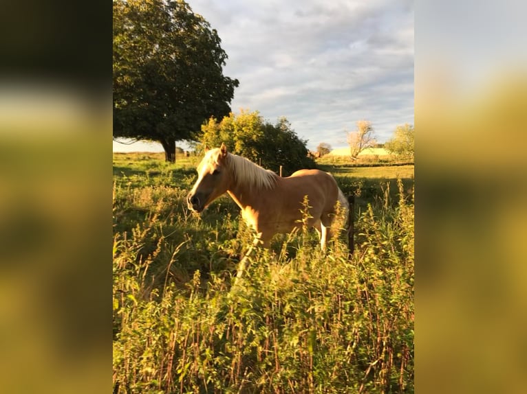 Haflinger Wallach 24 Jahre in Peine
