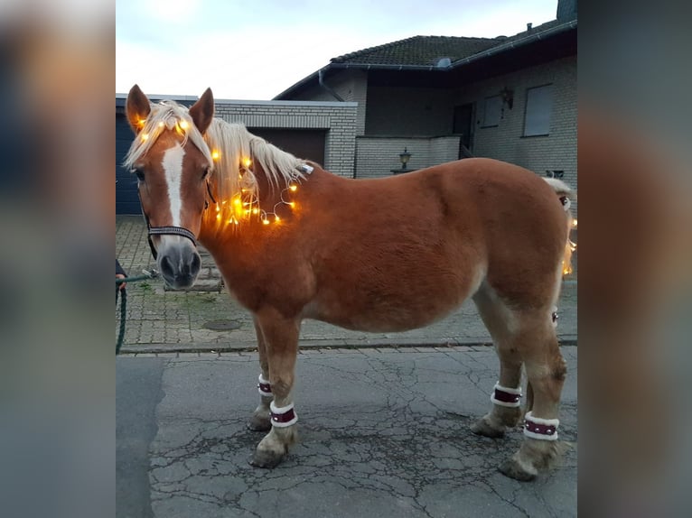 Haflinger Wallach 24 Jahre in Peine
