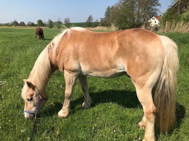 Haflinger Wallach 25 Jahre 148 cm Hellbrauner in Aufhausen