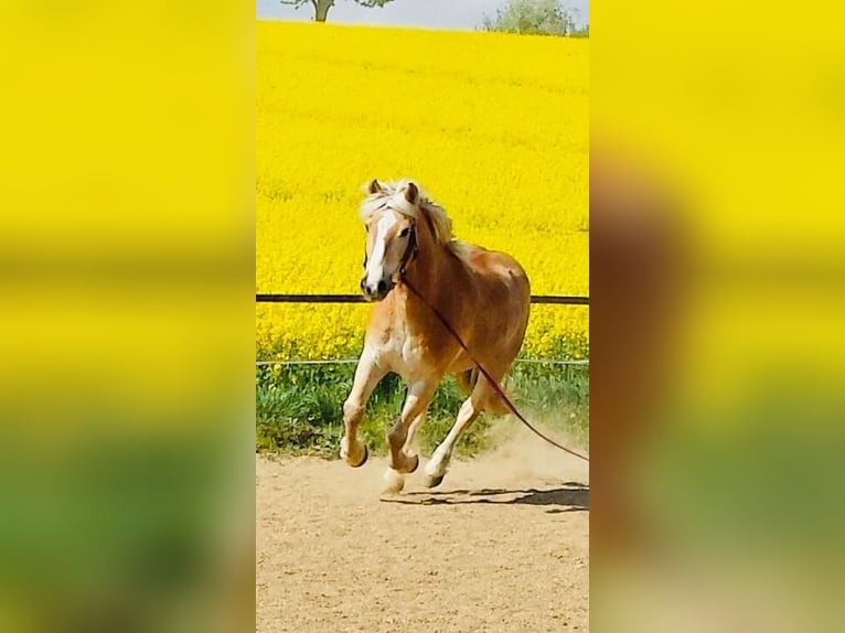 Haflinger Wallach 25 Jahre 148 cm Hellbrauner in Aufhausen